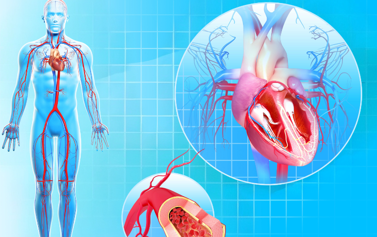 Detailed diagram of the human aorta showing branches to the heart and other organs