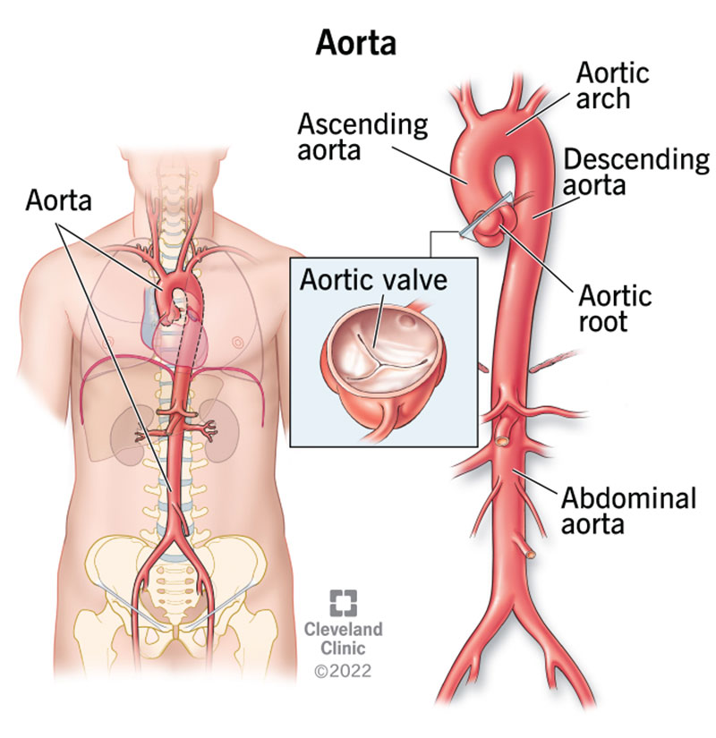 Detailed diagram of the human aorta showing branches to the heart and other organs